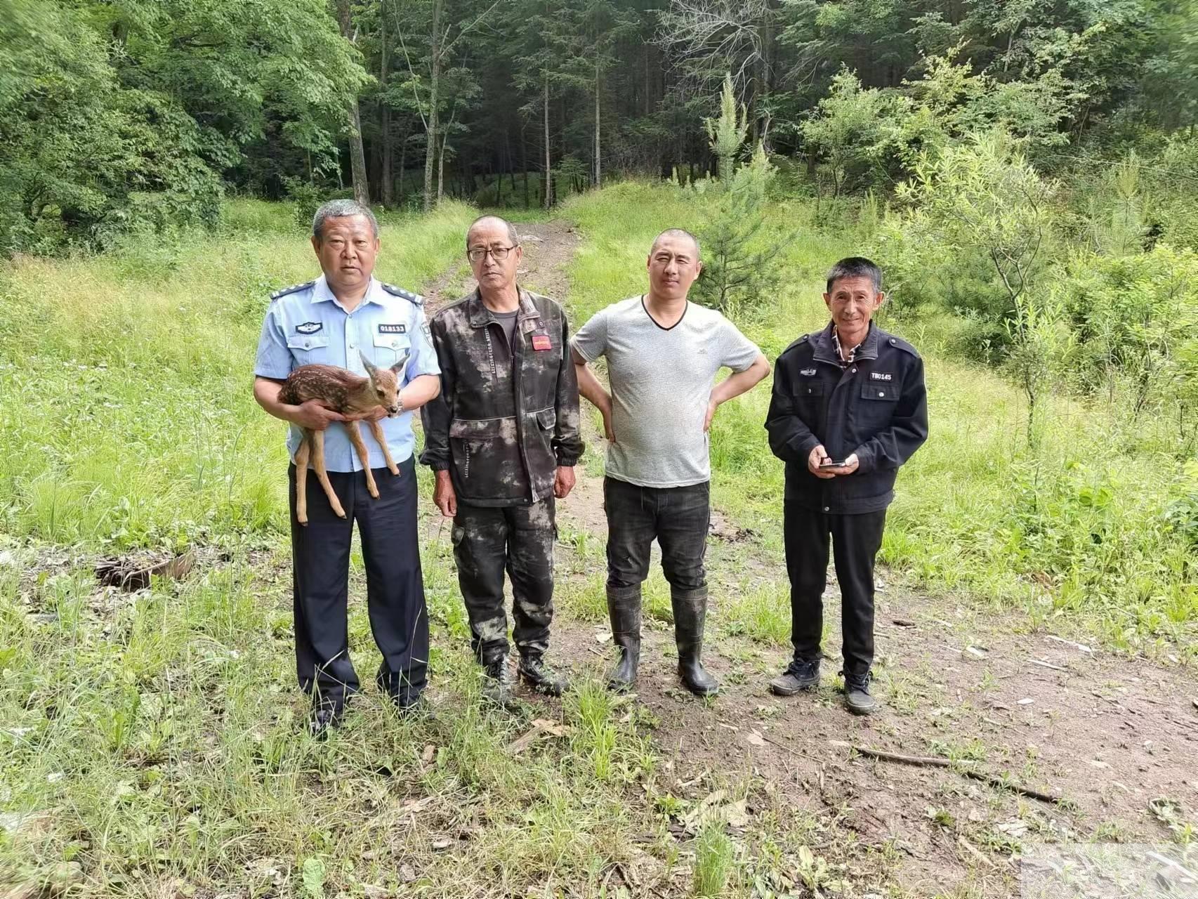 吉林省红石森林公安分局成功救助并放生野生狍子幼崽一只