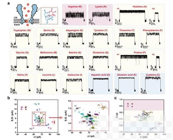 南京大学研究团队实现纳米孔蛋白质组学重大突破